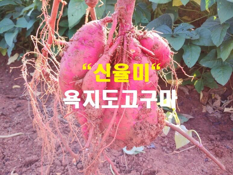 욕지도 호박고구마(모듬)10k