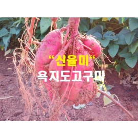 꿀고구마5k